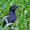 Melodious Blackbird